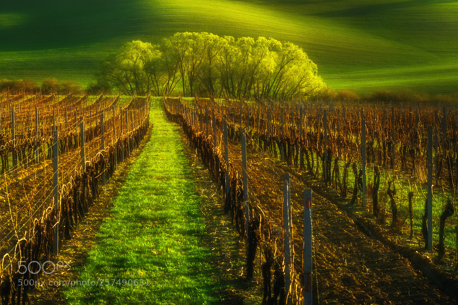 Pentax K-5 sample photo. Moravian vineyard. photography