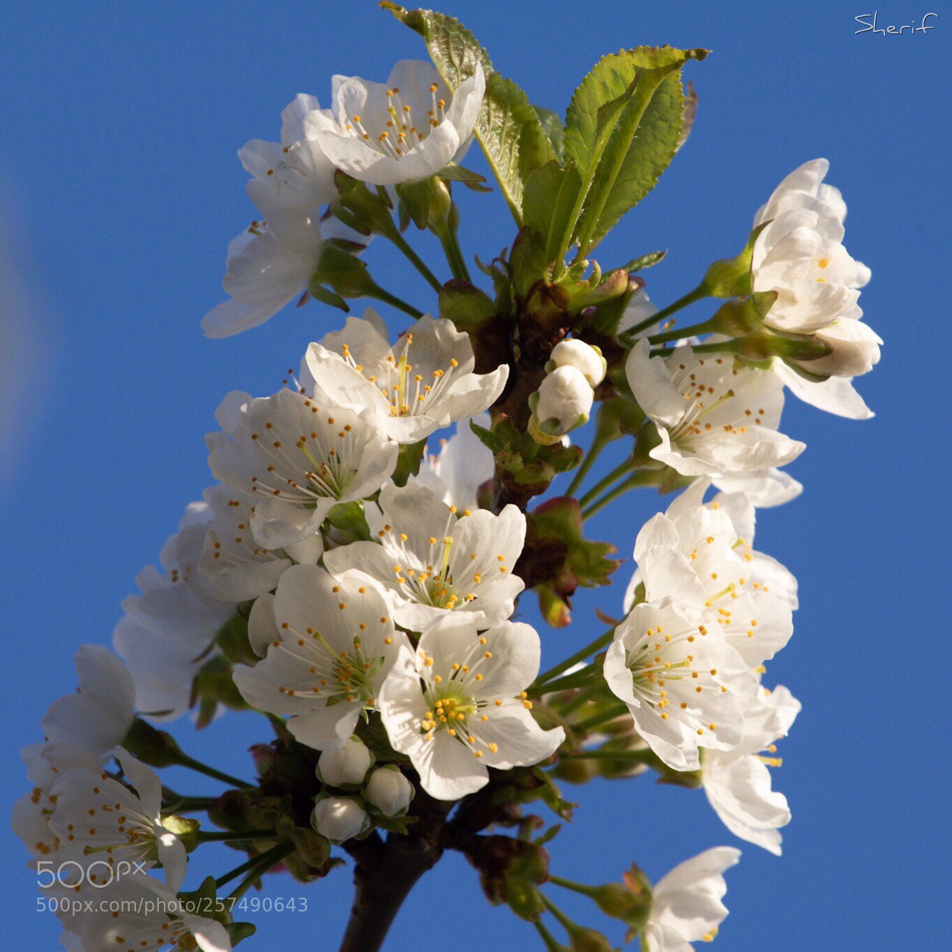 Canon EOS 750D (EOS Rebel T6i / EOS Kiss X8i) sample photo. Blooming  photography