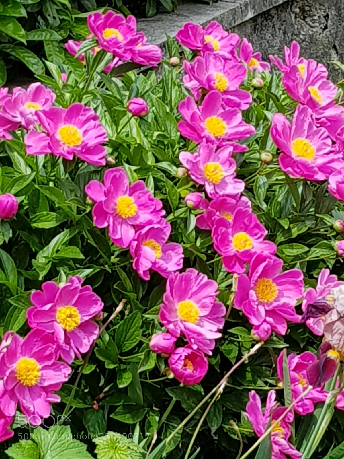 Samsung Galaxy S8 sample photo. Untitled photography