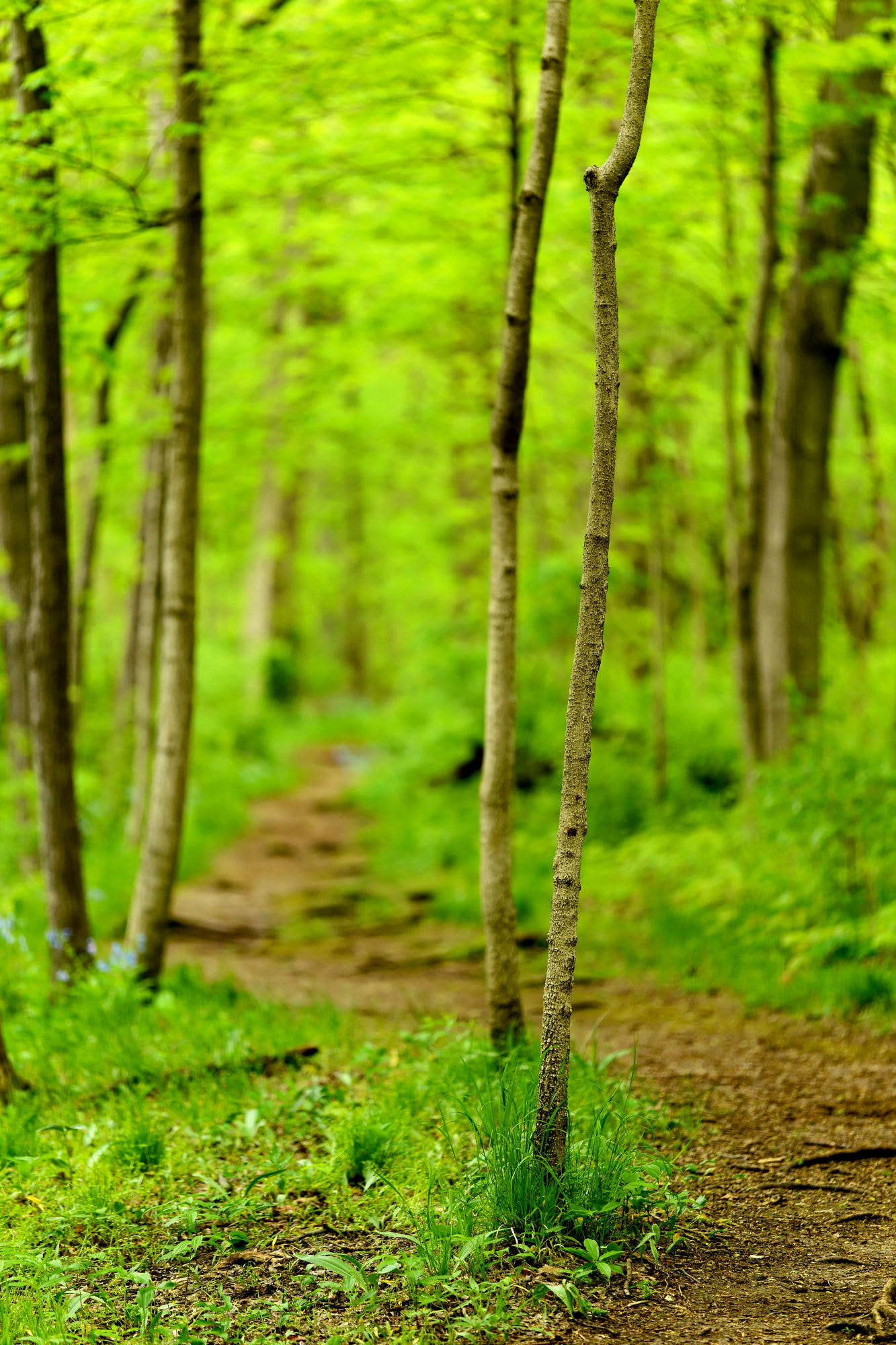 Sigma 150mm F2.8 EX DG Macro HSM sample photo. Bend in the path photography