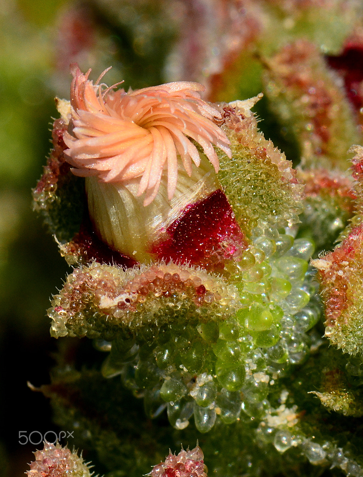 Nikon AF-S Micro-Nikkor 105mm F2.8G IF-ED VR sample photo