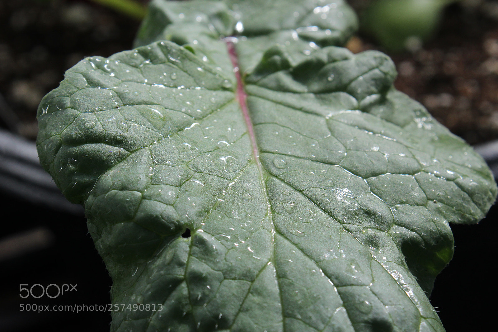 Canon EOS 1200D (EOS Rebel T5 / EOS Kiss X70 / EOS Hi) sample photo. Dewdrops on a leaf photography