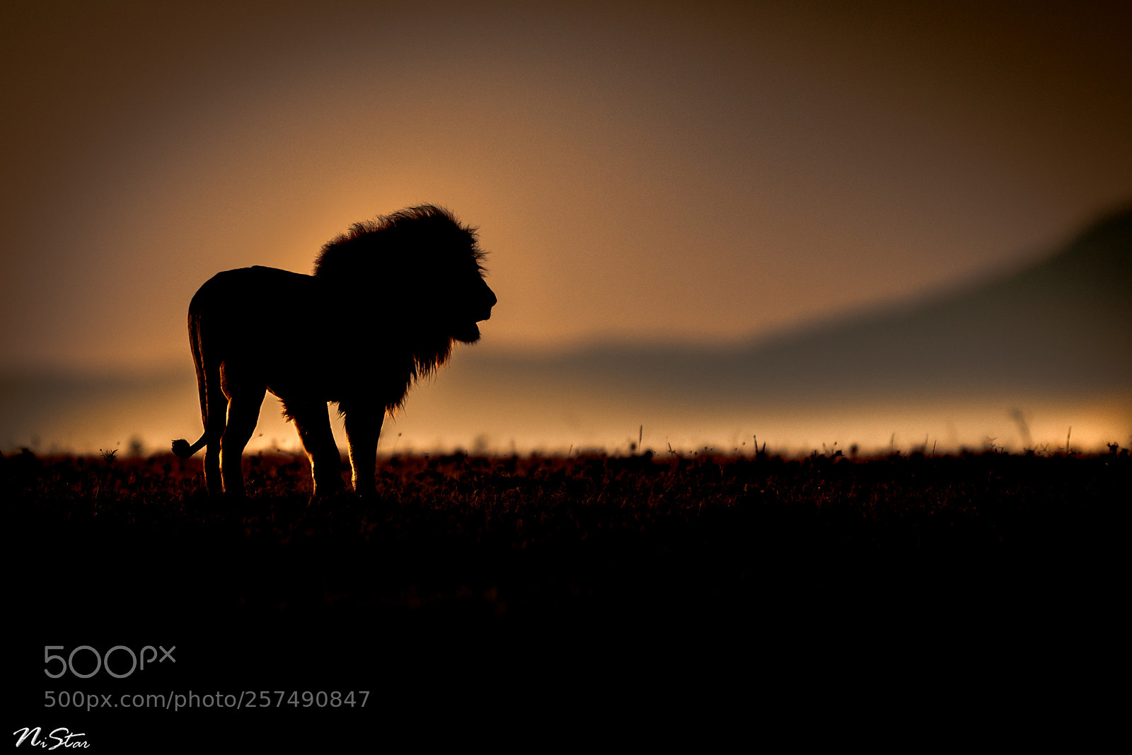 Nikon D5 sample photo. Lion king silhouette photography