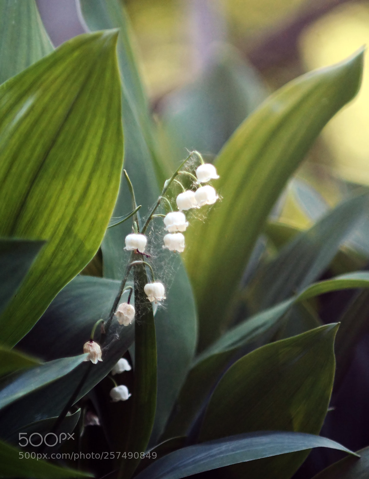 Sony SLT-A58 sample photo. Lily of the valley photography
