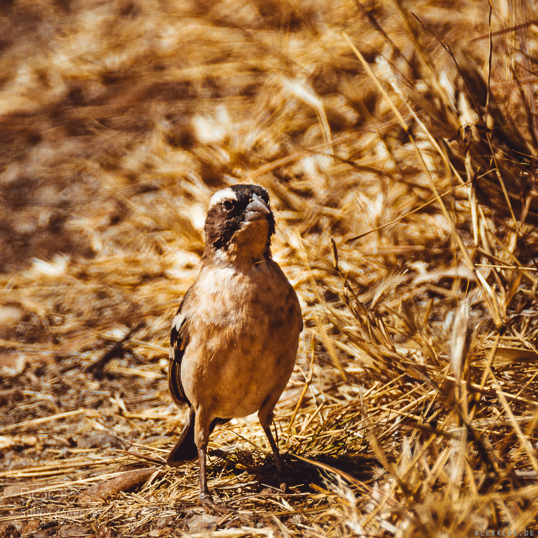 Canon EOS 7D Mark II sample photo. Sparrow in namibia photography