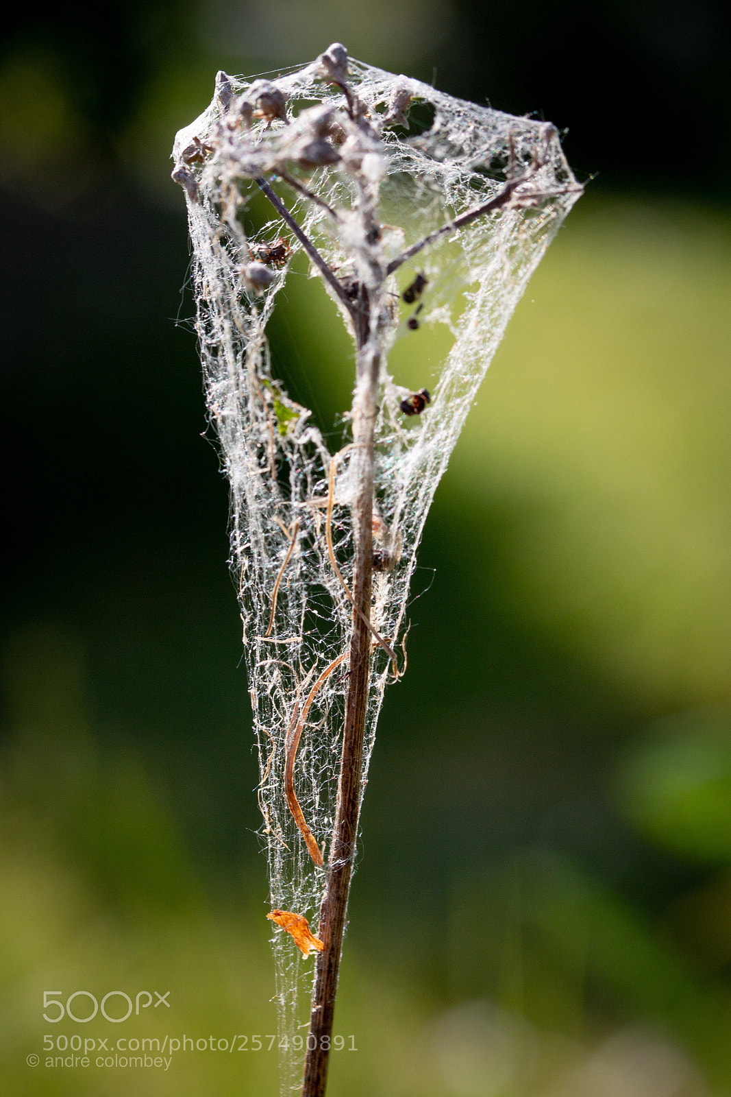 Canon EOS 70D sample photo. Lines photography