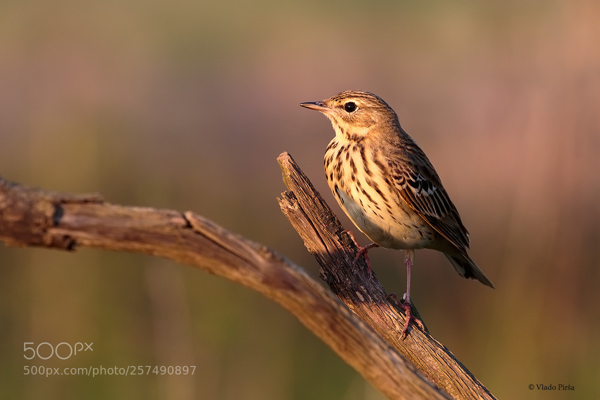 Canon EOS 7D Mark II sample photo. Tree pipit photography