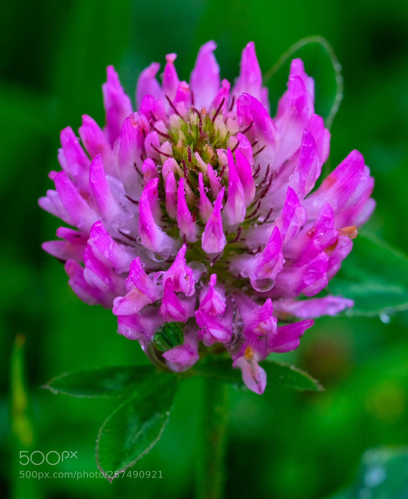 Fujifilm X-T2 sample photo. Flower photography