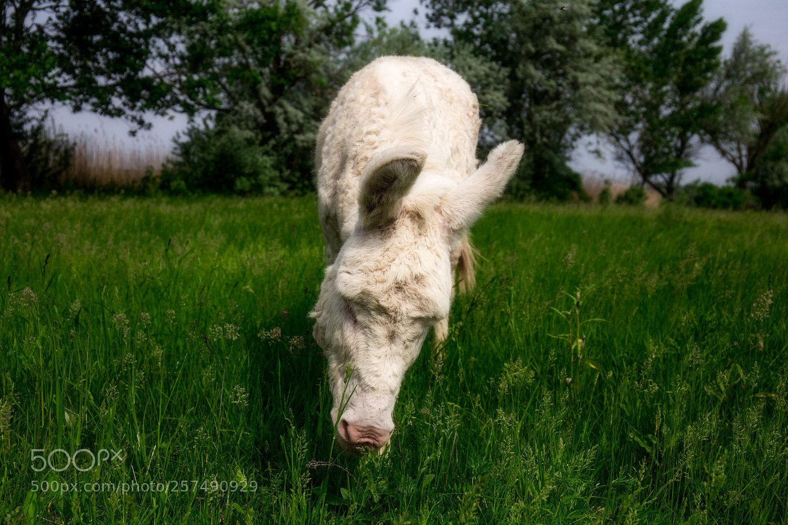 Canon EOS 6D sample photo. White donkey grazing photography