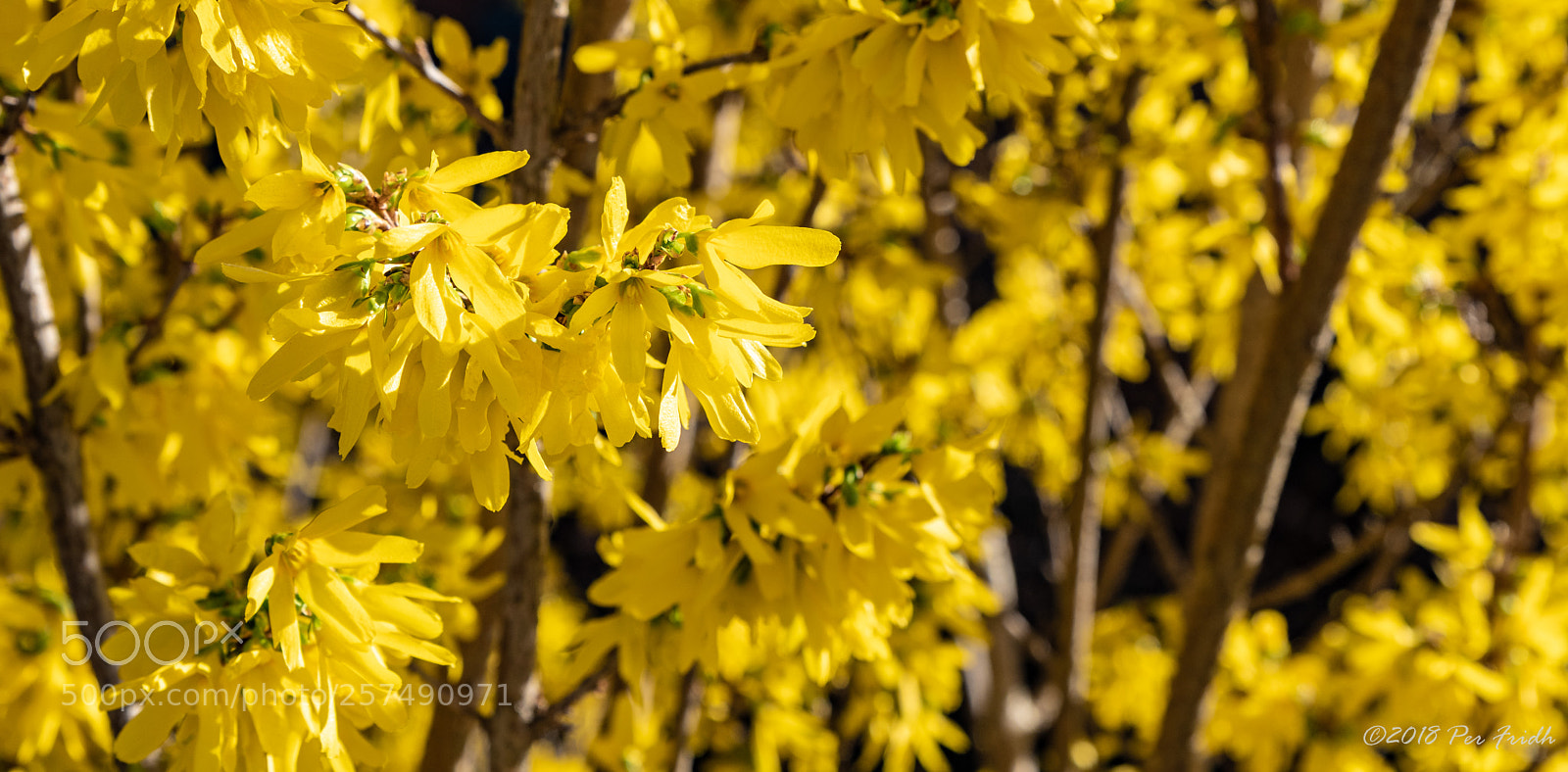 Nikon D850 sample photo. Yellow photography