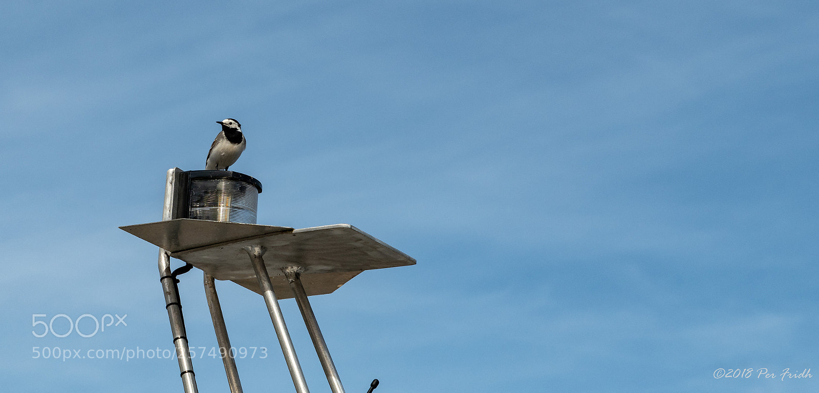 Nikon D850 sample photo. Bird photography