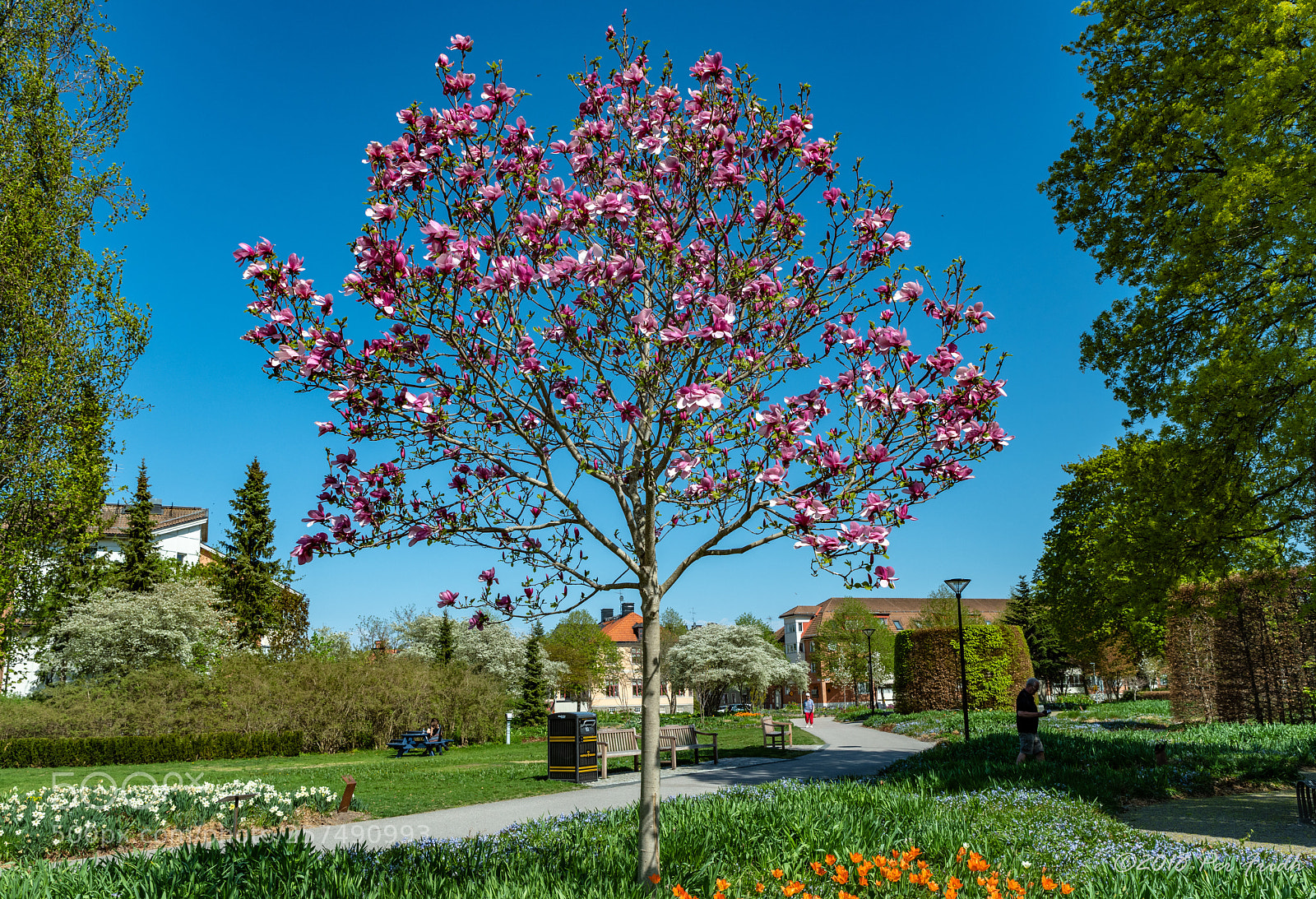 Nikon D850 sample photo. Tree photography
