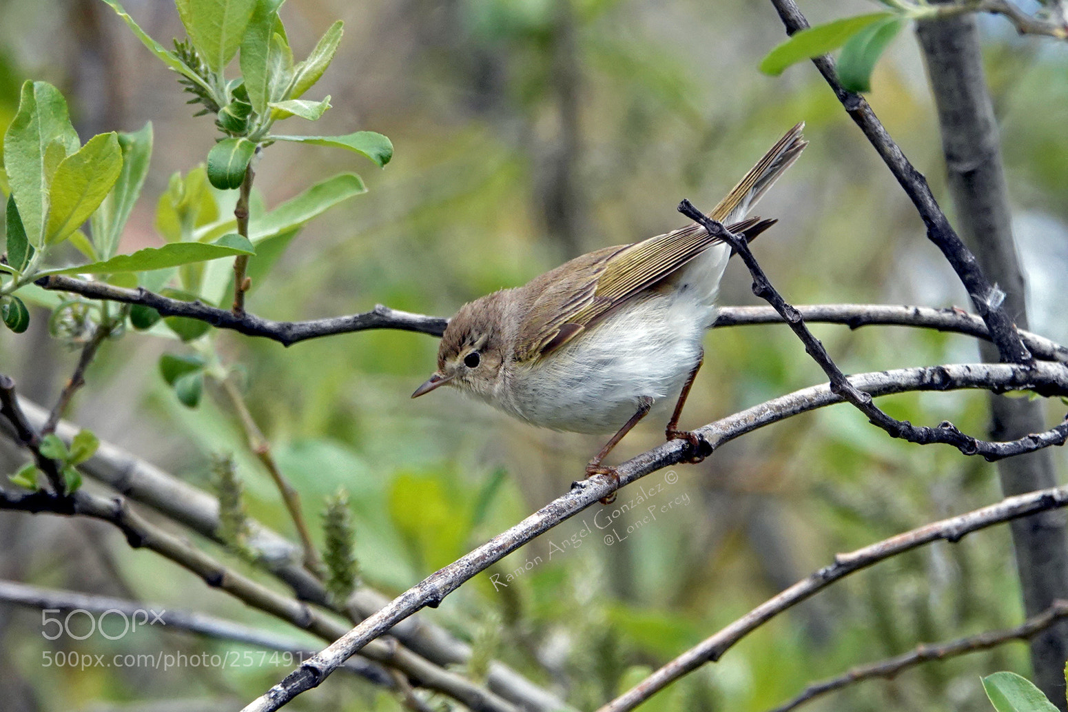 Sony Cyber-shot DSC-RX10 IV sample photo. Western bonelli's warbler phylloscopus photography