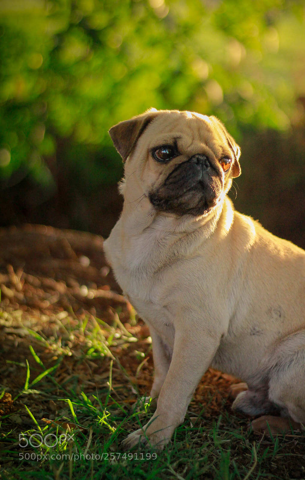Canon EOS 60D sample photo. Untitled photography