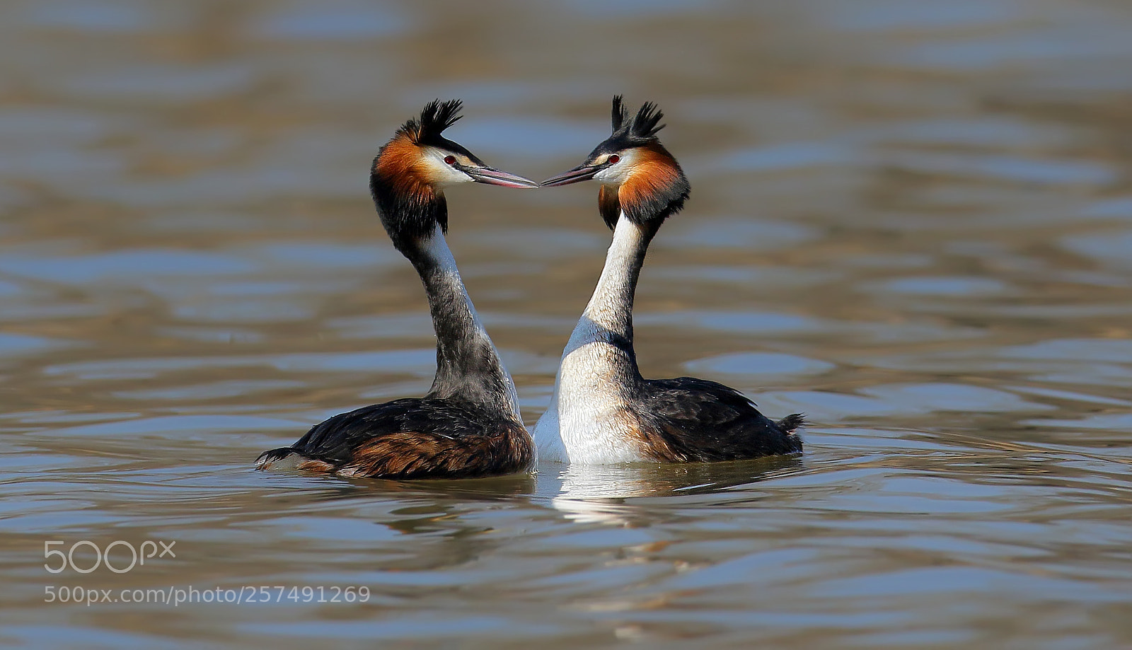 Canon EOS 7D Mark II sample photo. A kind of kiss photography