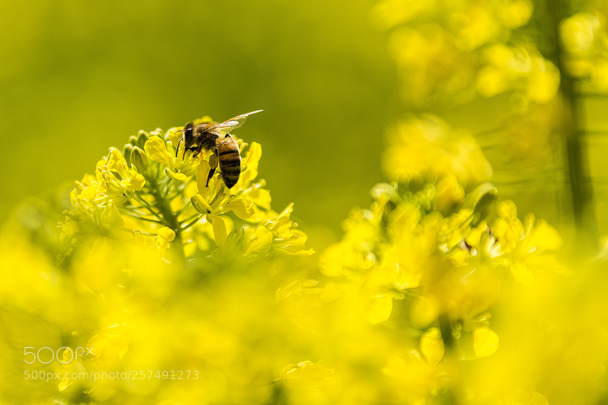 Canon EOS 6D sample photo. In the yellow n.2 photography
