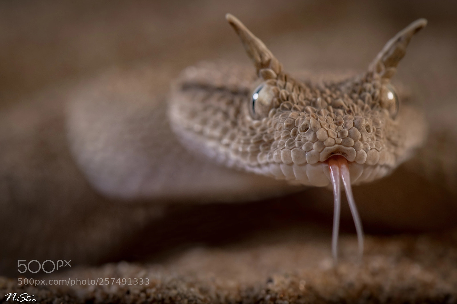 Nikon D5 sample photo. Arabian horned viper photography