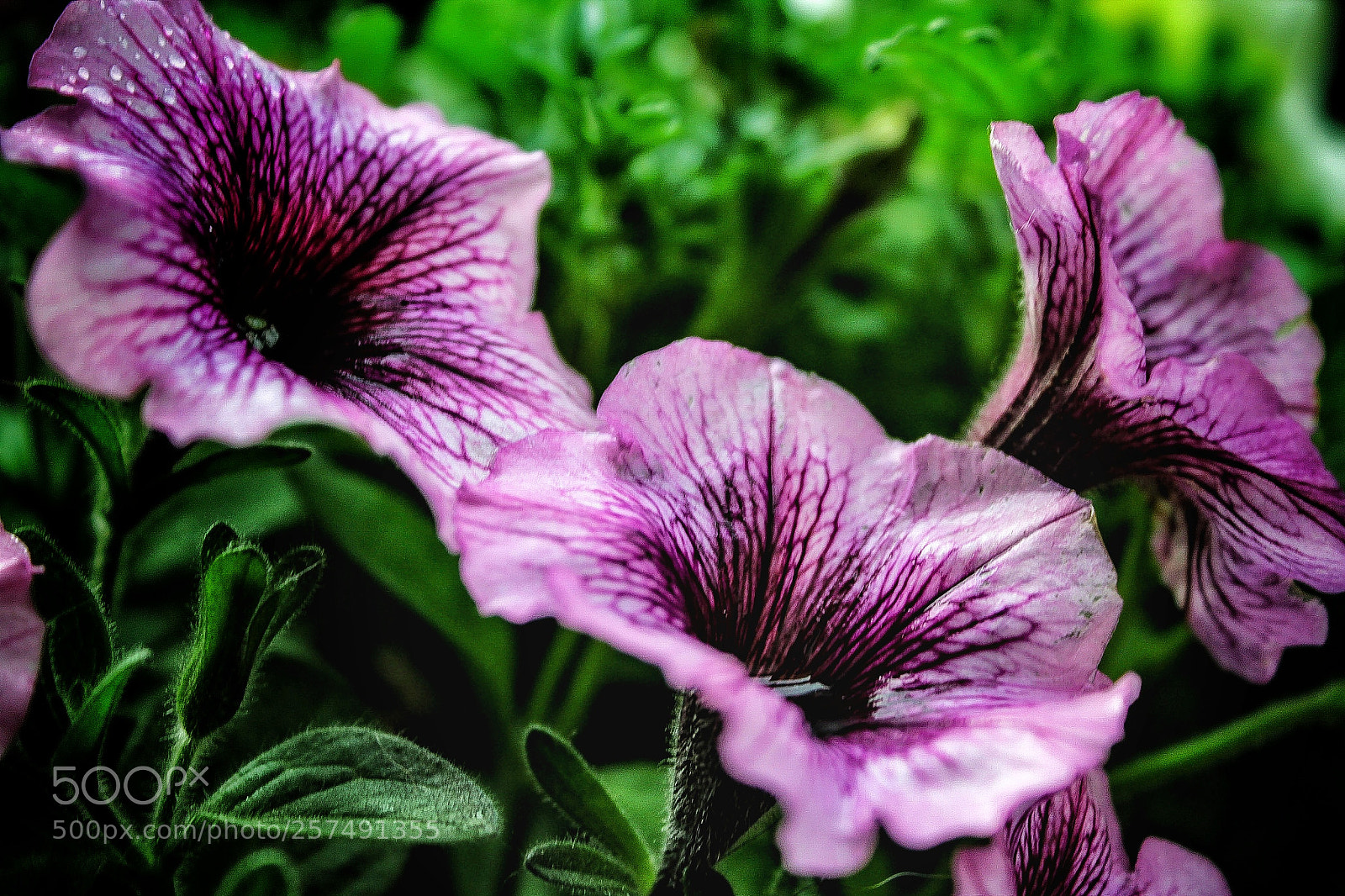 Canon EOS 1200D (EOS Rebel T5 / EOS Kiss X70 / EOS Hi) sample photo. Flowers power :) photography