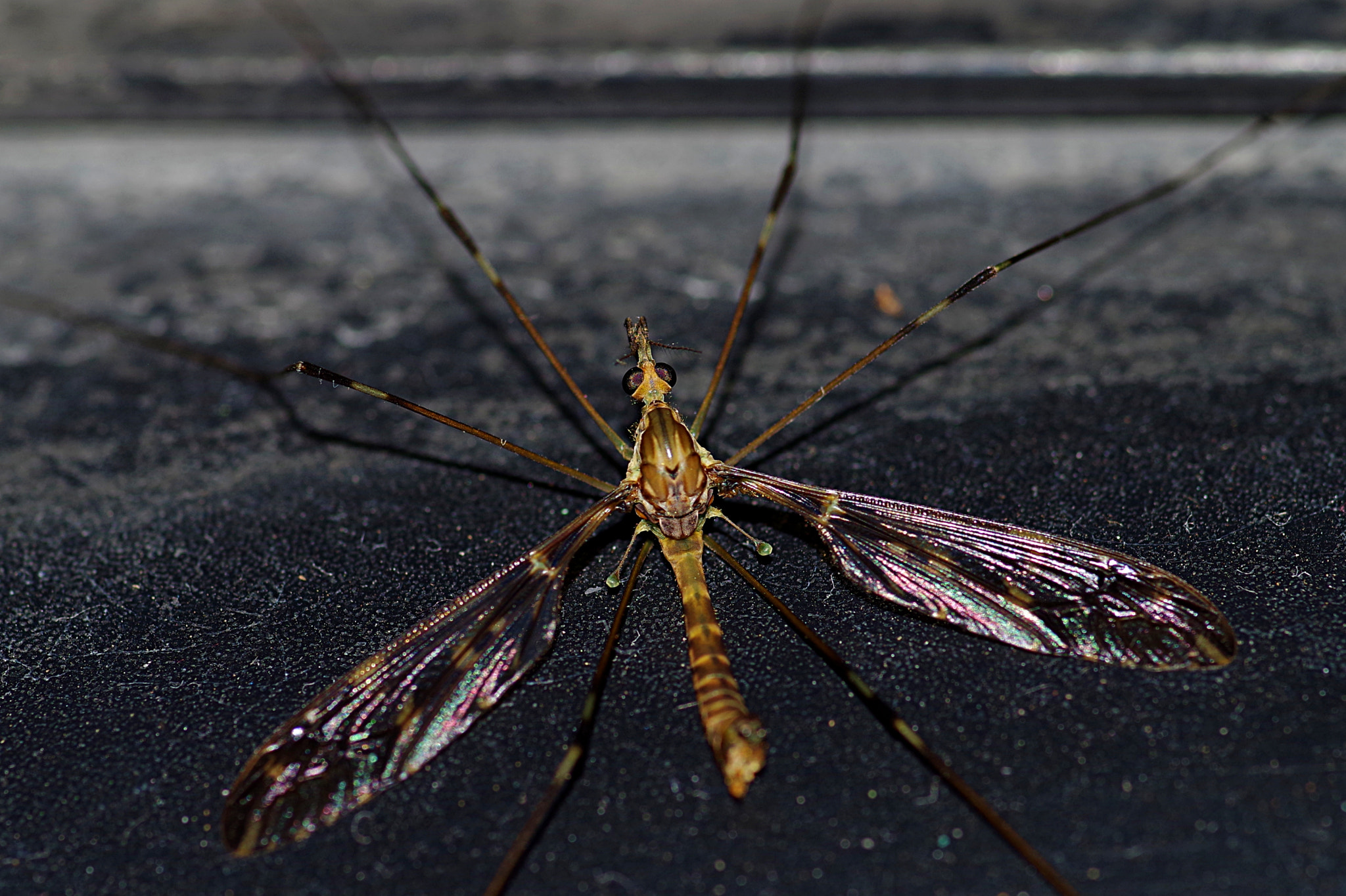 Pentax K-S2 + Pentax smc D-FA 100mm F2.8 Macro WR sample photo. El zancudo photography