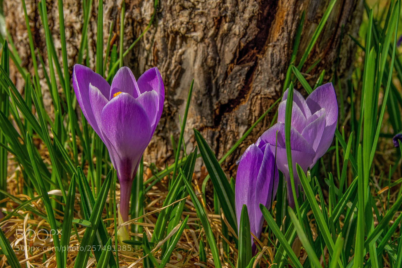 Nikon D7200 sample photo. Crocus vernus photography