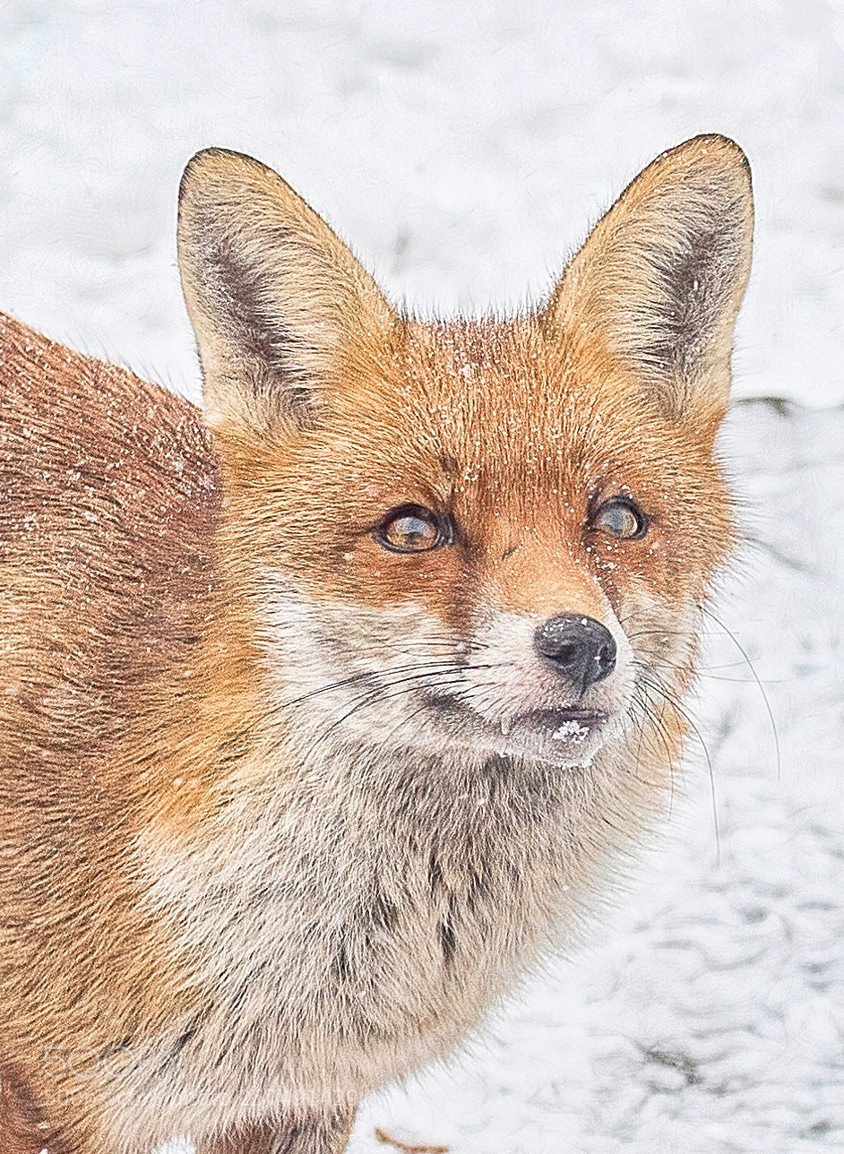 Canon EOS 6D Mark II sample photo. The fox photography