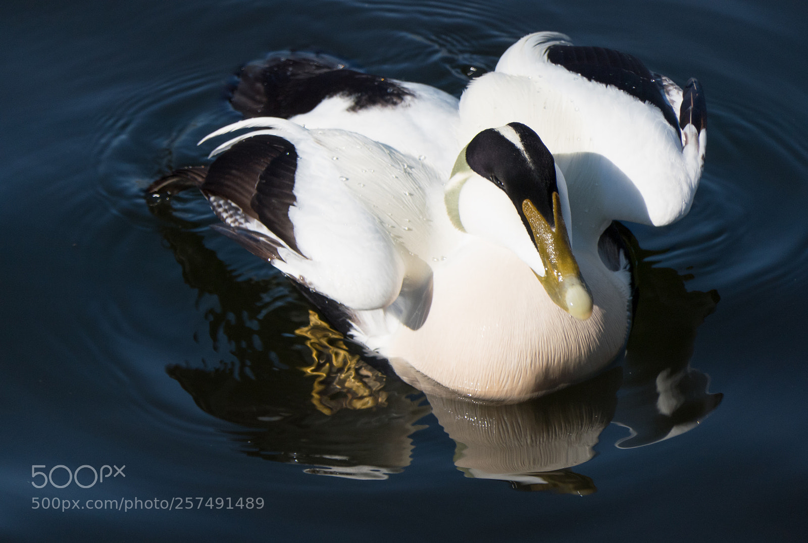 Panasonic Lumix DMC-FZ2500 (Lumix DMC-FZ2000) sample photo. Common eider duck photography