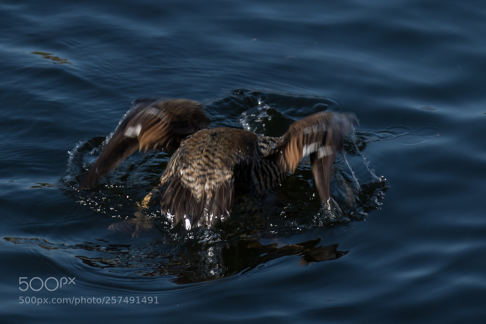 Panasonic Lumix DMC-FZ2500 (Lumix DMC-FZ2000) sample photo. Common eider duck photography