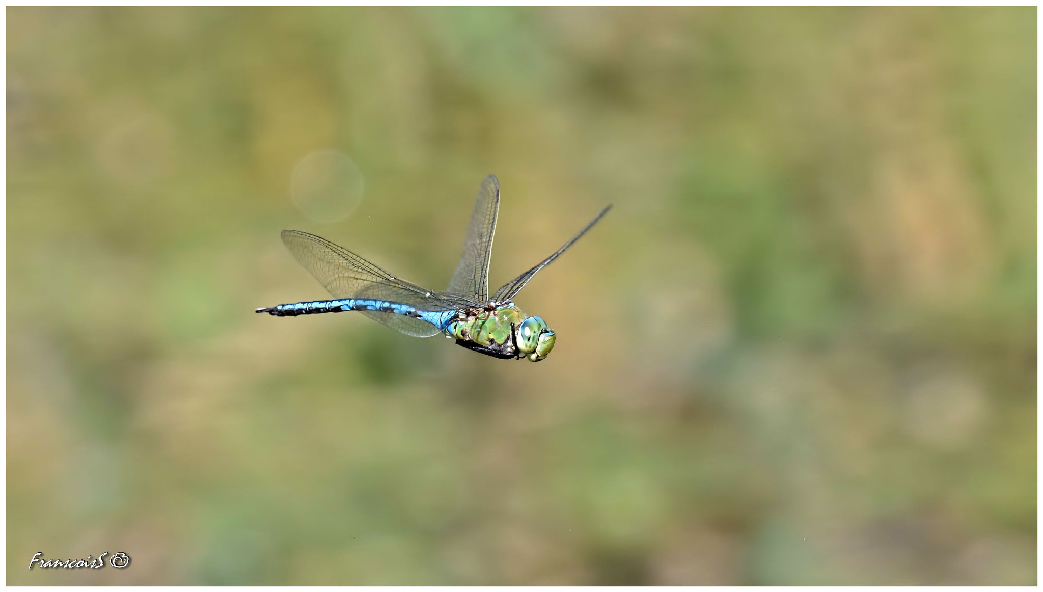 Nikon AF-S Nikkor 200-500mm F5.6E ED VR sample photo. Dragonfly photography