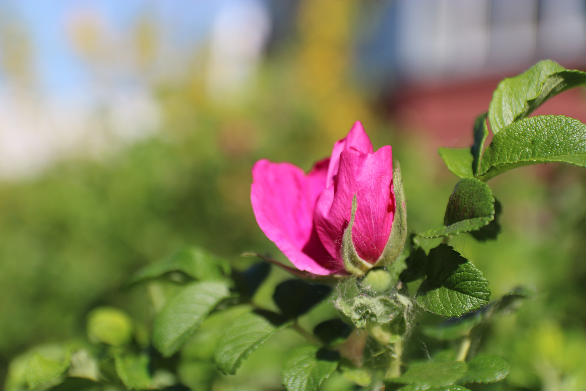 Canon EF-S 17-55mm F2.8 IS USM sample photo. Img photography
