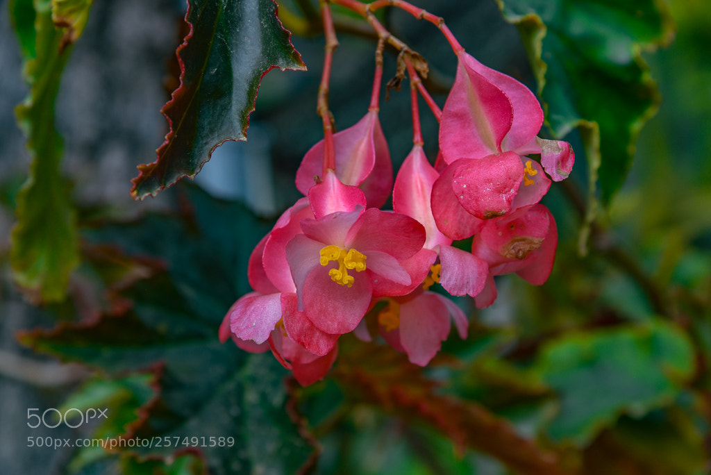 Nikon D750 sample photo. Bloom photography