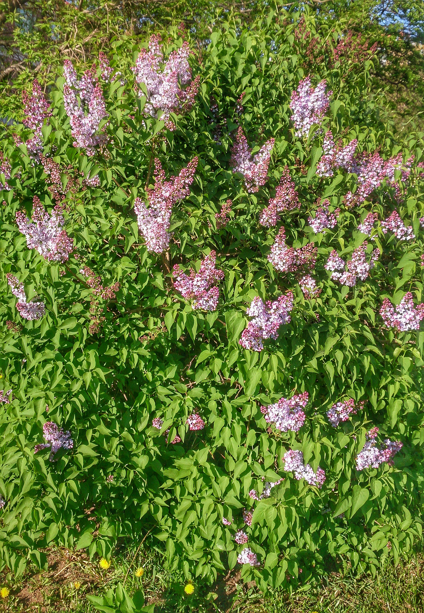 Sony Xperia ZR sample photo. Сирень  photography