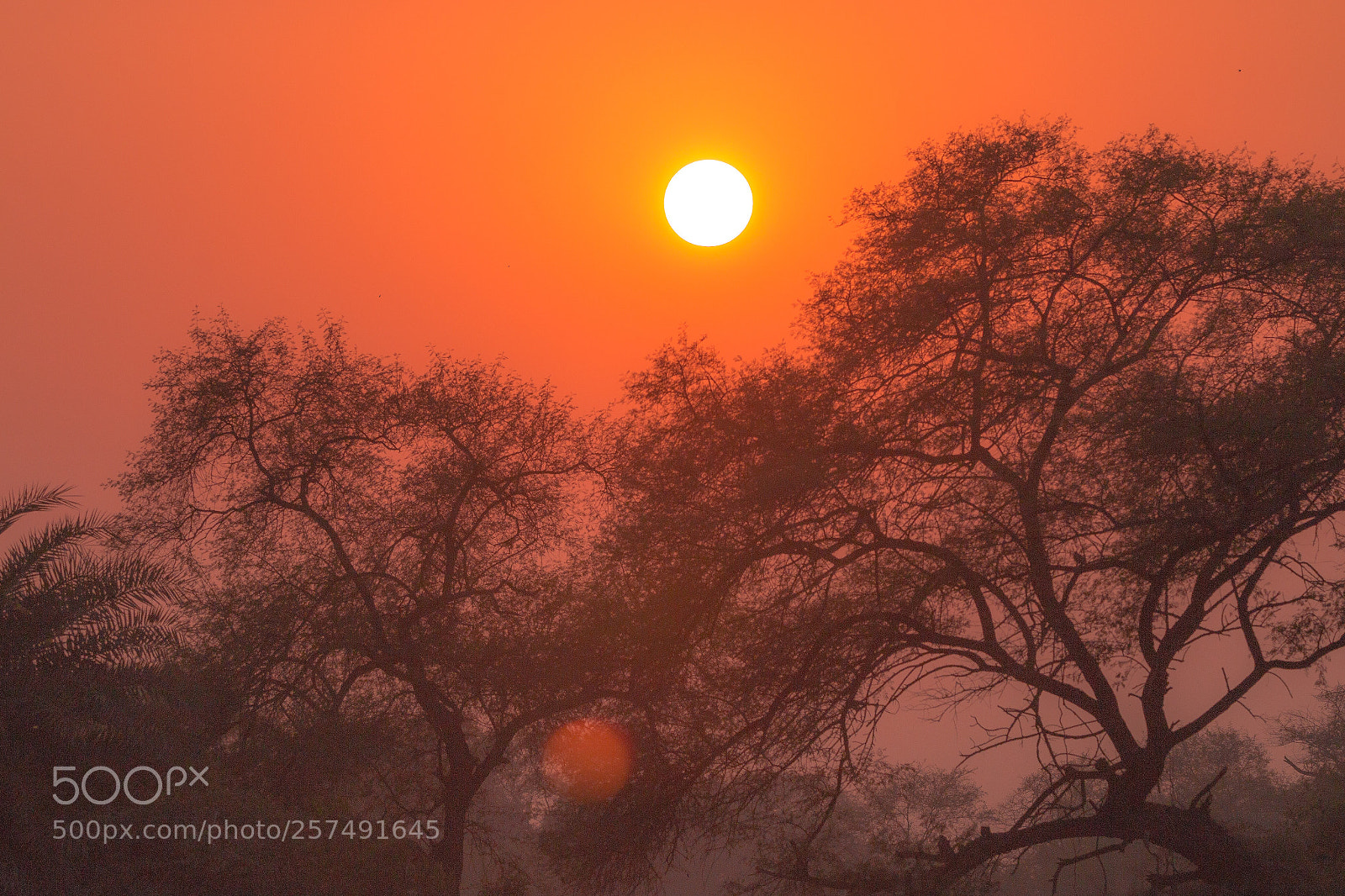 Canon EOS 70D sample photo. Sunset tree photography