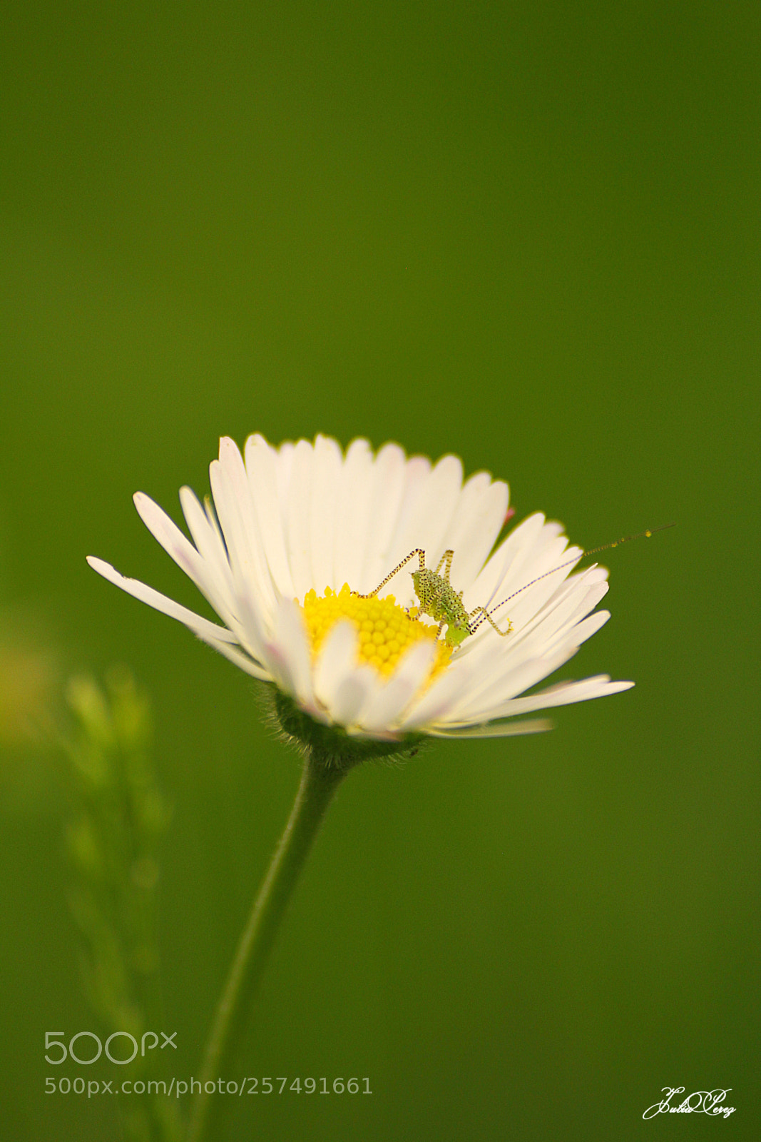 Canon EOS 550D (EOS Rebel T2i / EOS Kiss X4) sample photo. Leptophyes punctatissima sur p photography