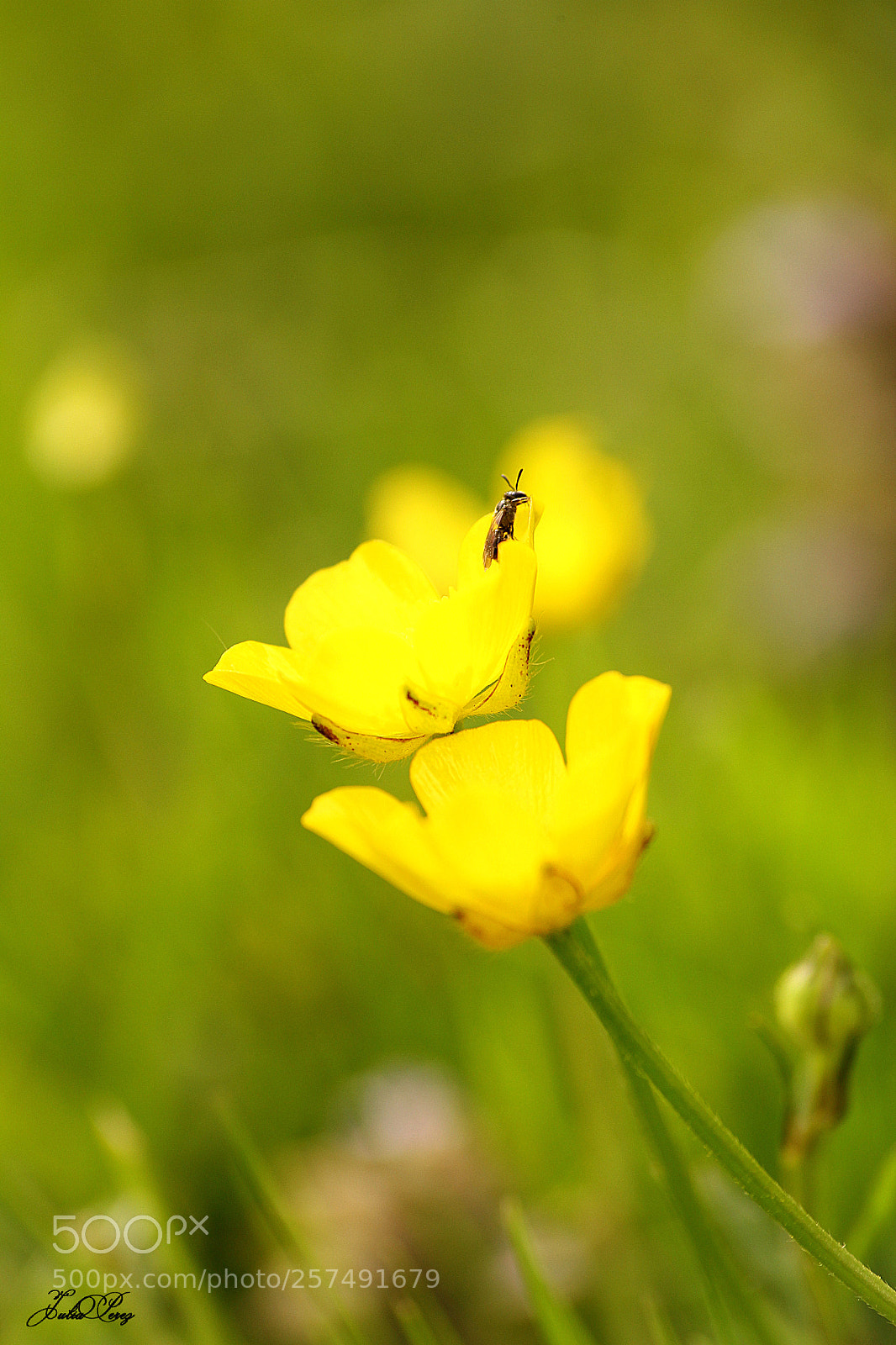 Canon EOS 550D (EOS Rebel T2i / EOS Kiss X4) sample photo. Chelostoma florisomne sur bouton photography