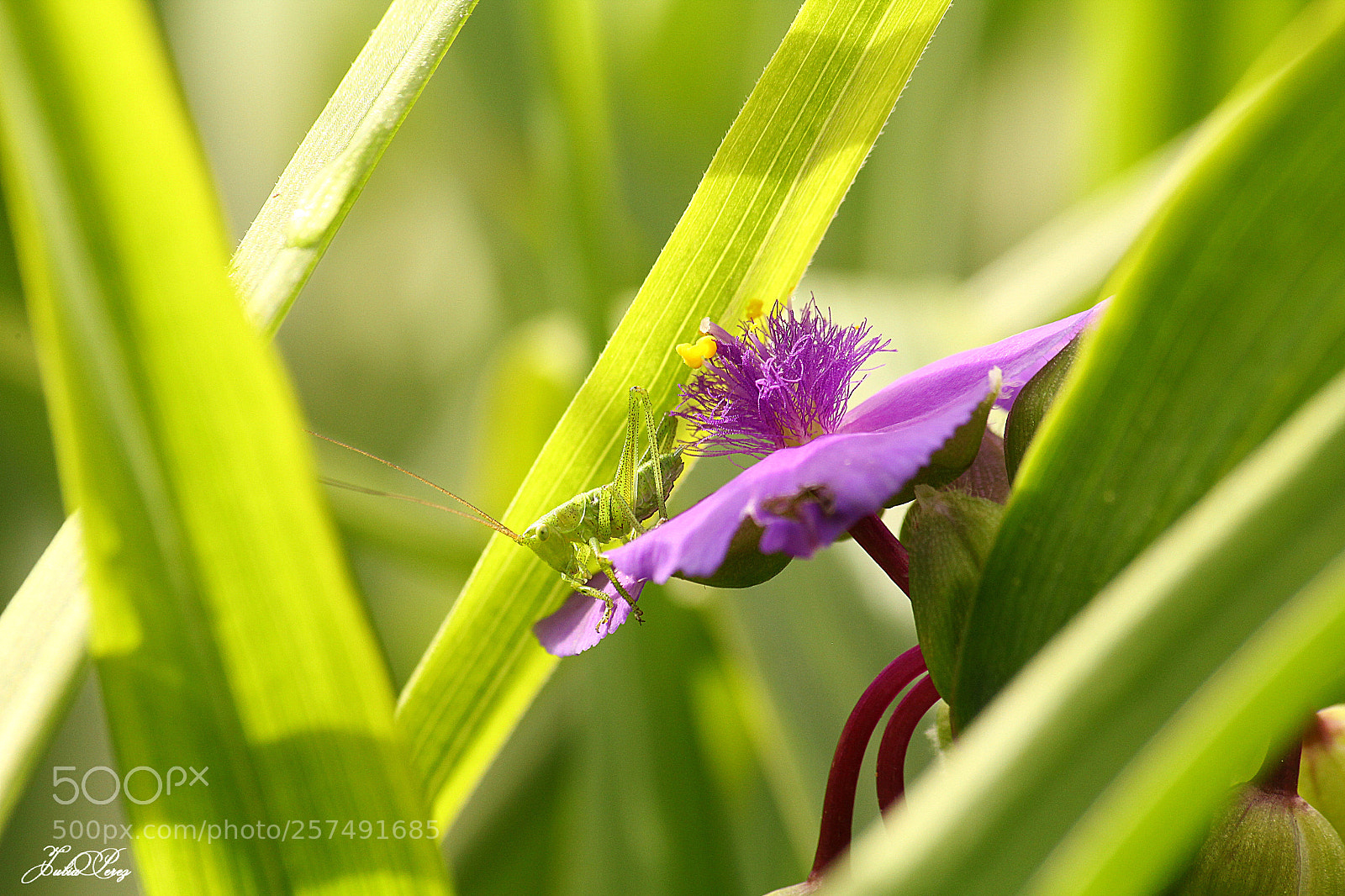 Canon EOS 550D (EOS Rebel T2i / EOS Kiss X4) sample photo. Sauterelle sur fleur violette photography