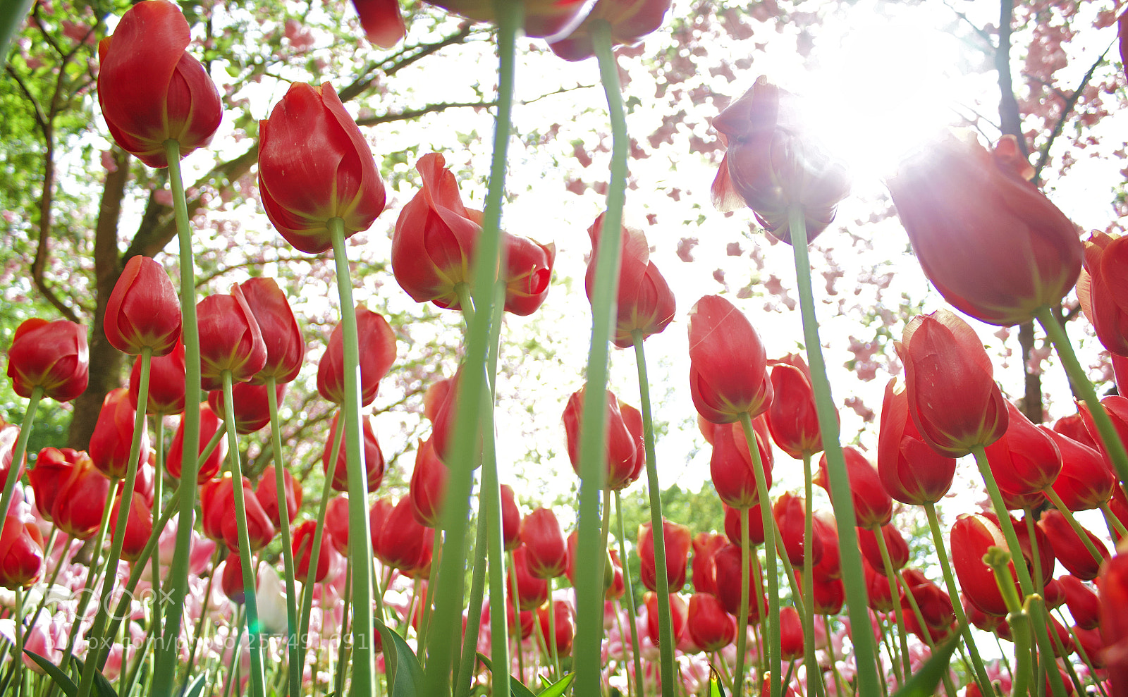 Canon EOS 1200D (EOS Rebel T5 / EOS Kiss X70 / EOS Hi) sample photo. Tulips photography