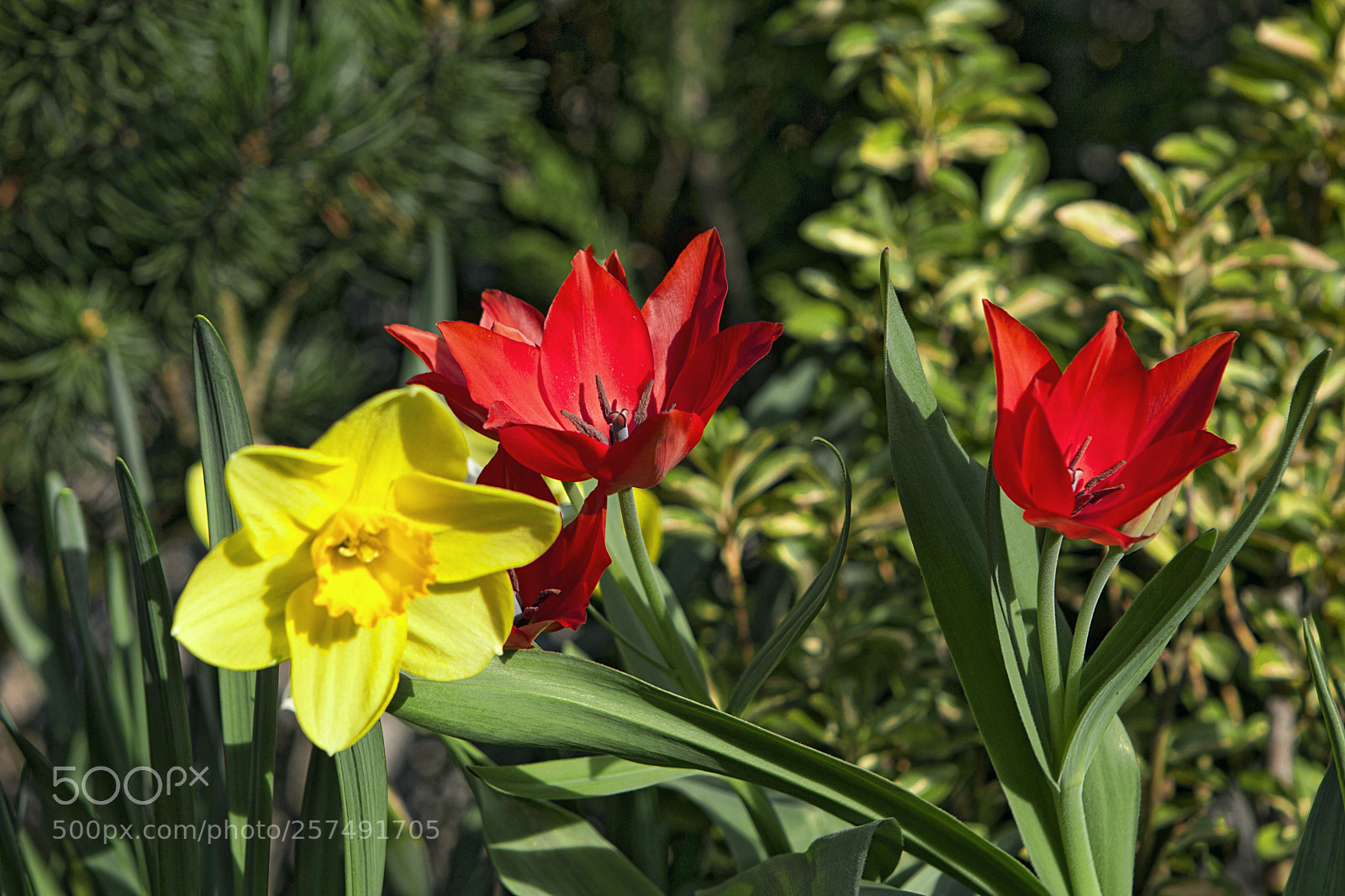 Canon EOS 70D sample photo. Tulipán-nárcisz photography