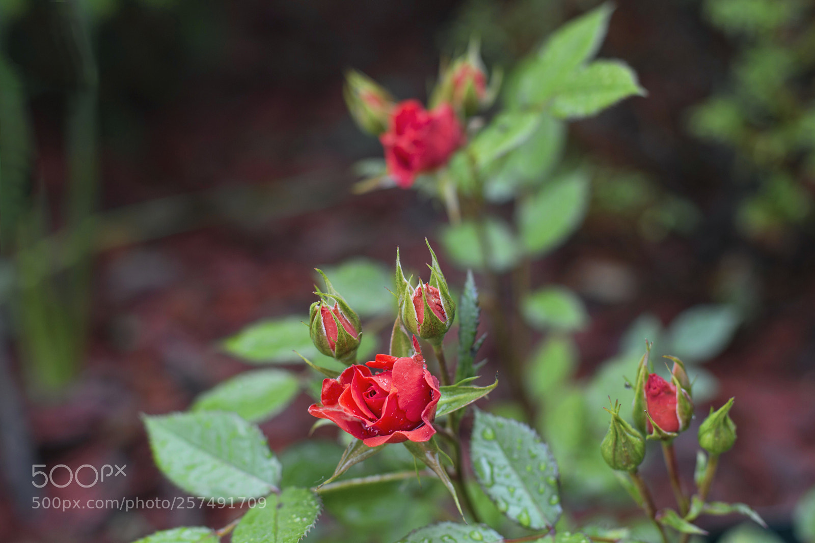 Canon EOS 70D sample photo. Minirózsa photography