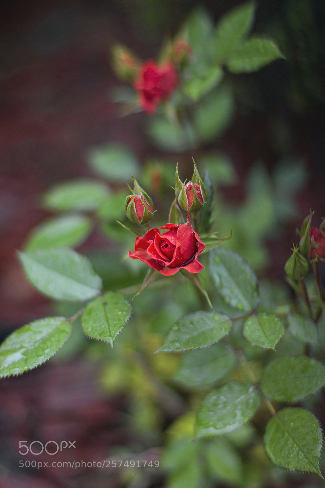 Canon EOS 70D sample photo. Minirózsa photography
