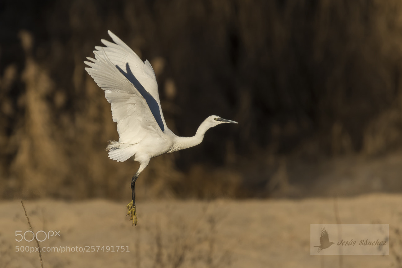 Canon EOS 7D Mark II sample photo. Garceta com n egretta photography