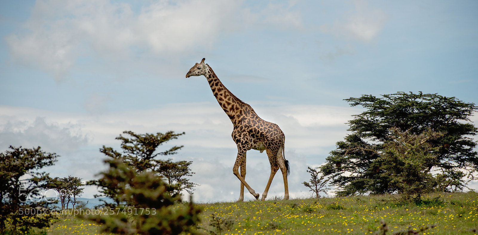 Nikon D800 sample photo. Passing ngorogoro crater photography