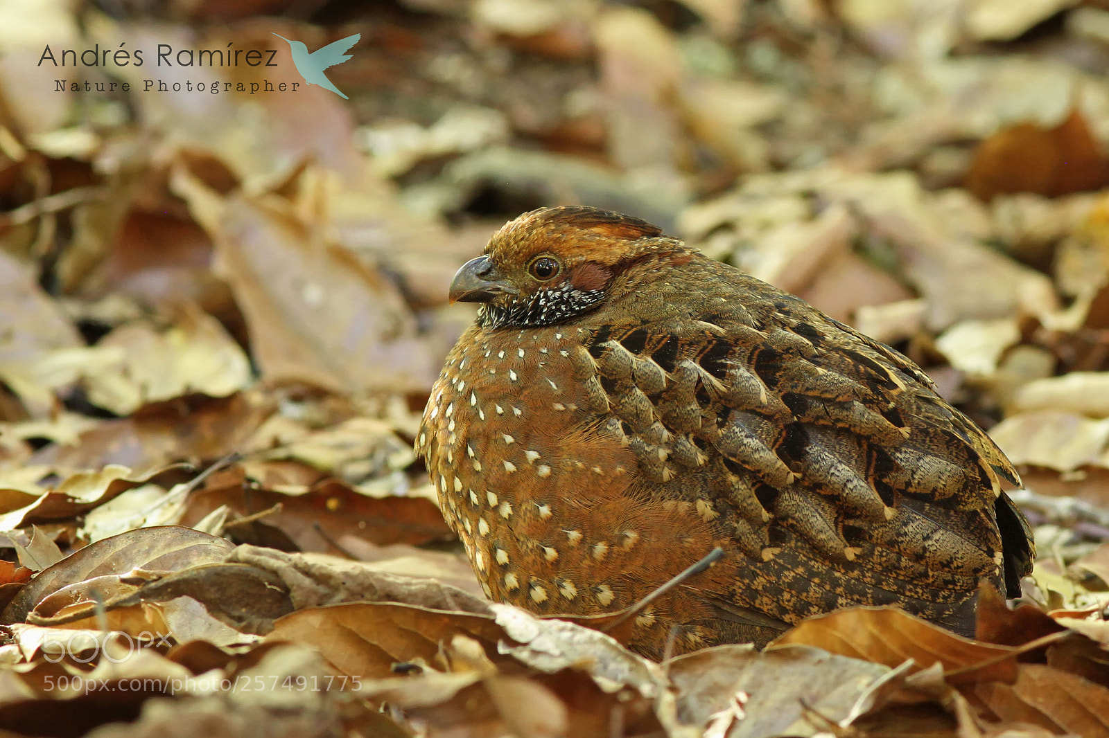 Canon EOS 7D sample photo. Spotted wood quail odontophorus photography