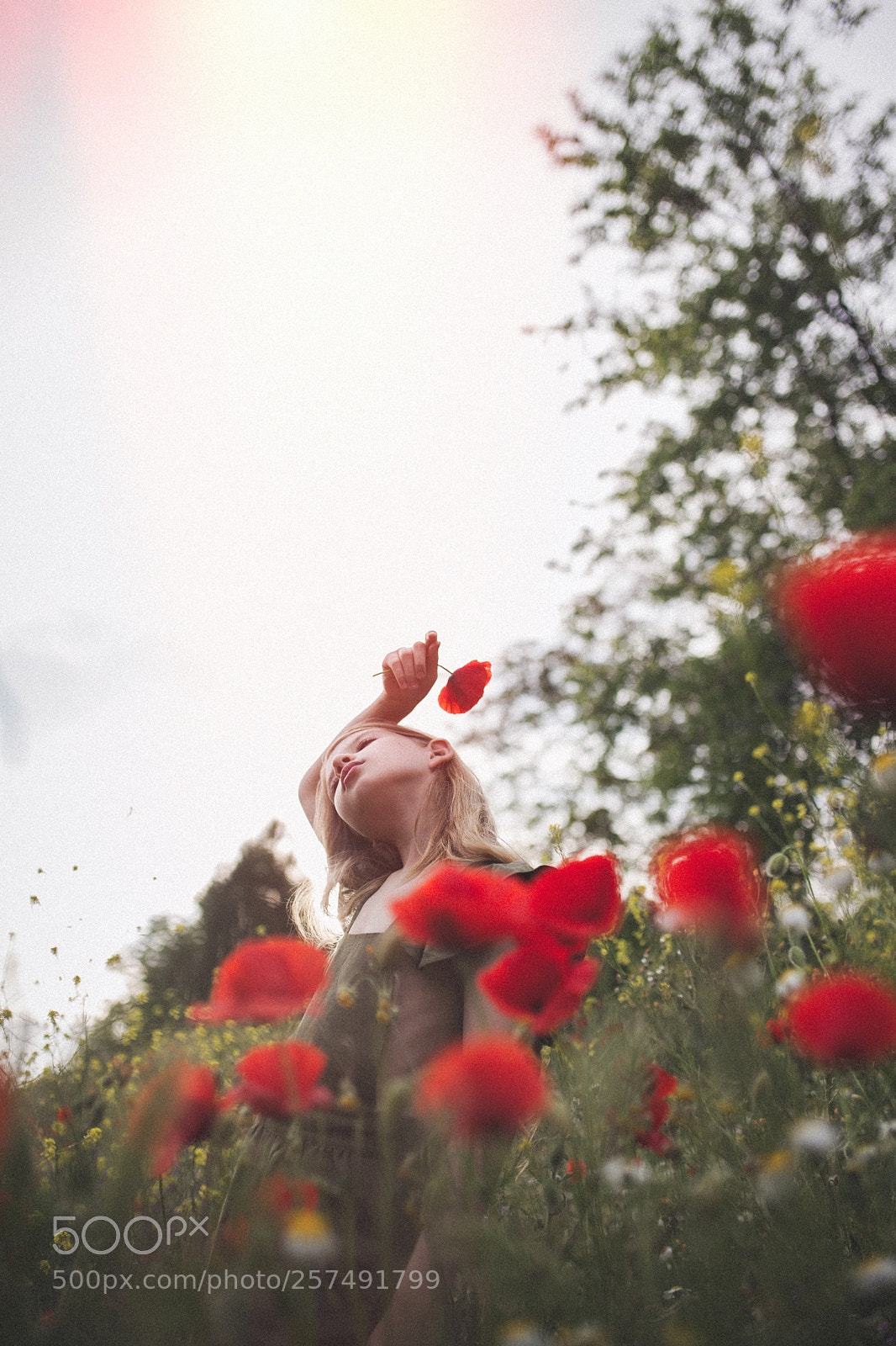 Canon EOS 6D sample photo. Poppies photography