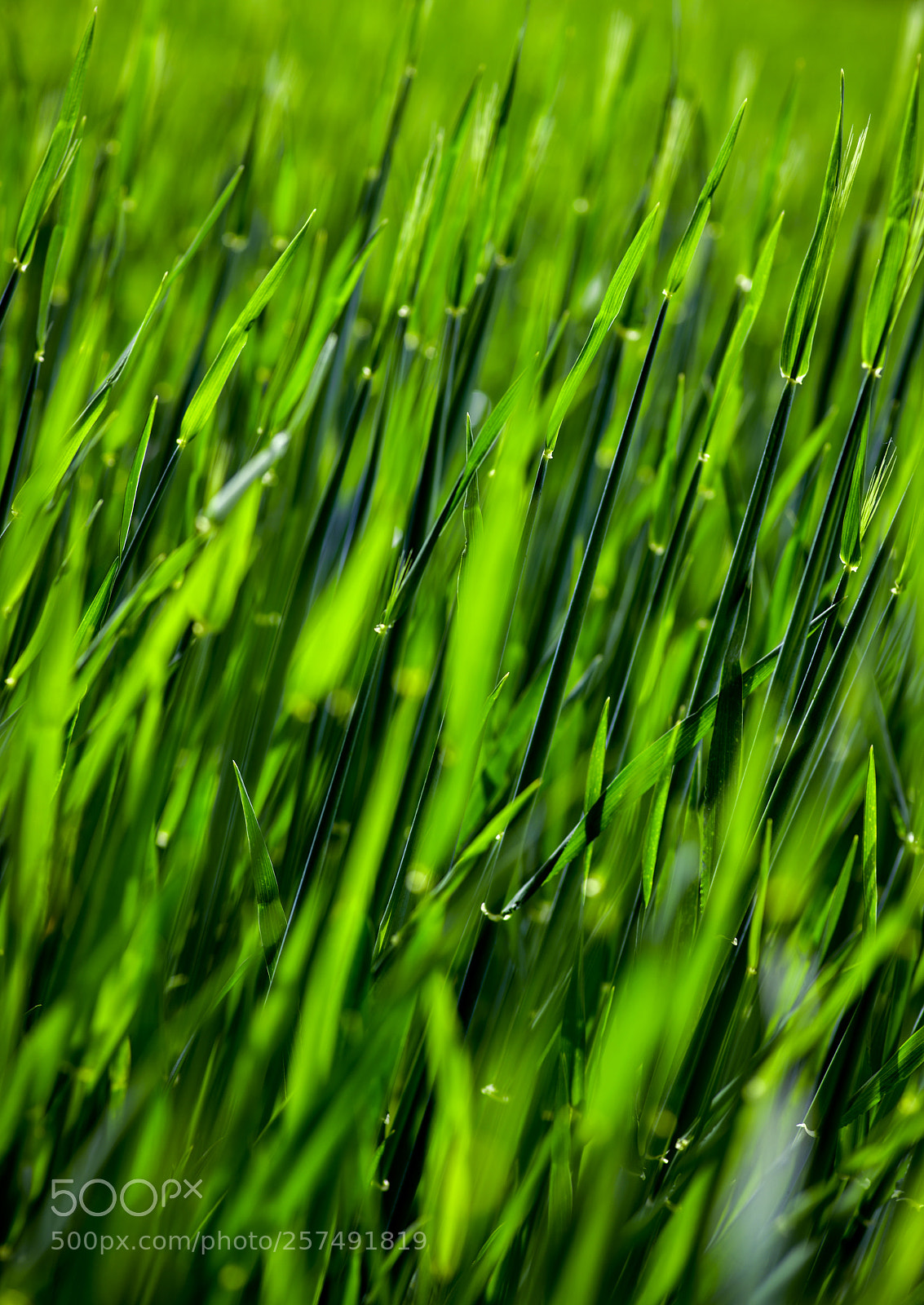 Nikon D850 sample photo. Green grass photography