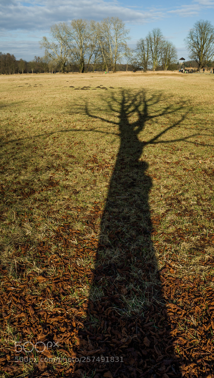 Pentax K-5 II sample photo. Baumschatten photography