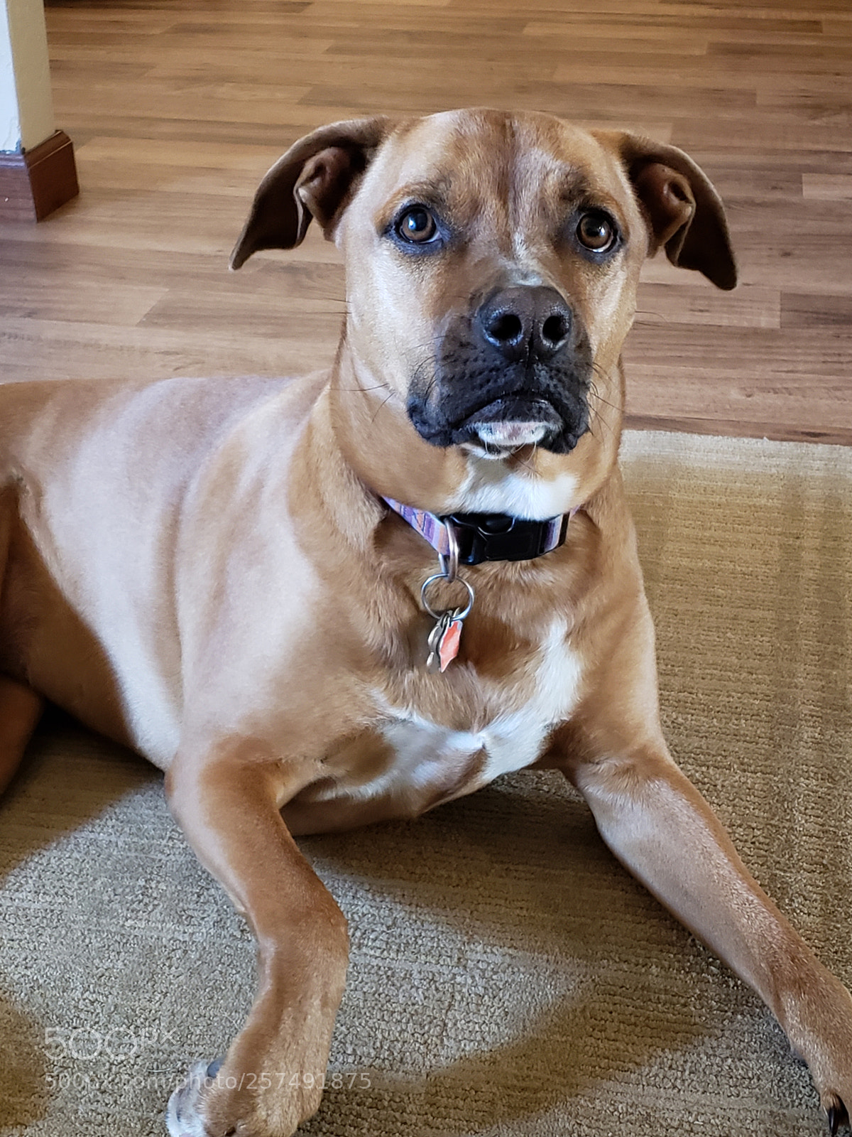 Samsung Galaxy S9+ sample photo. Dog pose photography