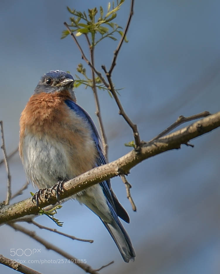 Nikon D4 sample photo. Blue bird portrait photography