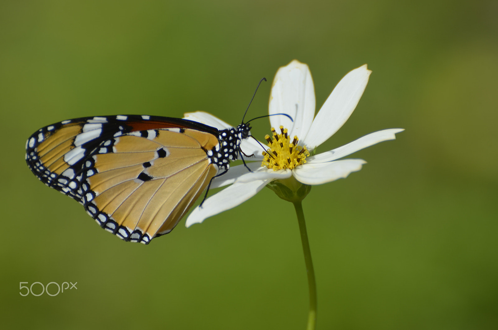 Nikon D5100 sample photo. Pleasure... photography