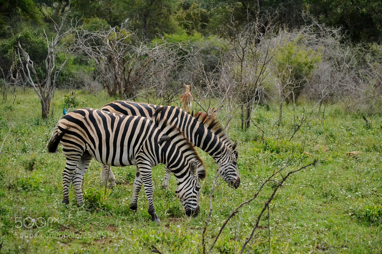 Nikon D3100 sample photo. Just shut up and photography