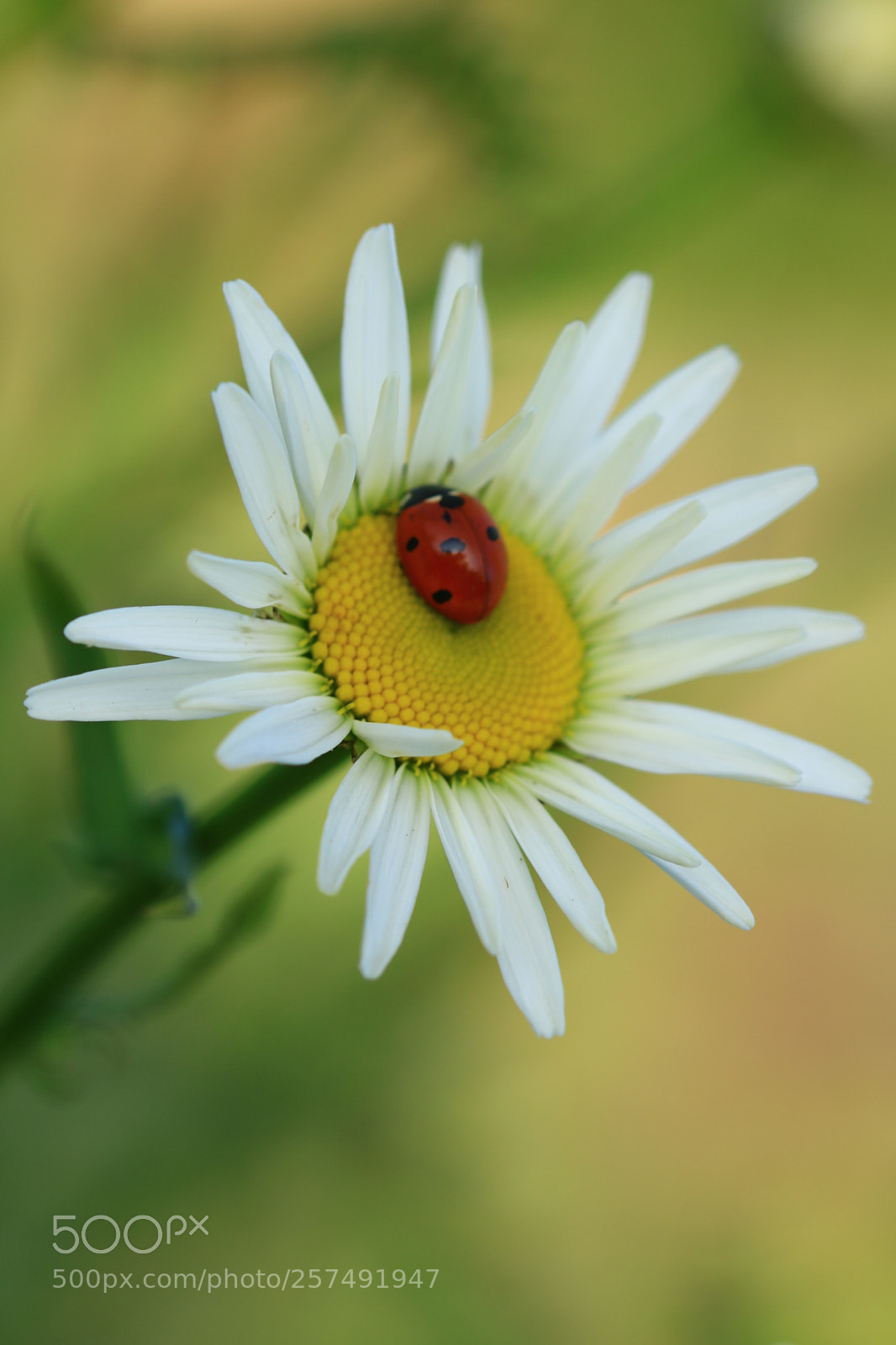 Canon EOS 760D (EOS Rebel T6s / EOS 8000D) sample photo. Ladybird photography